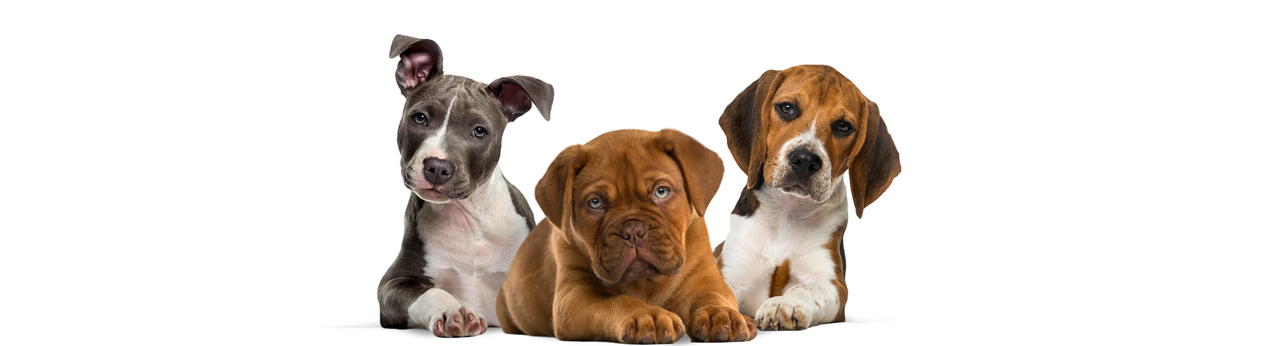  Nestlé Purina PetCare Deutschland GmbH 