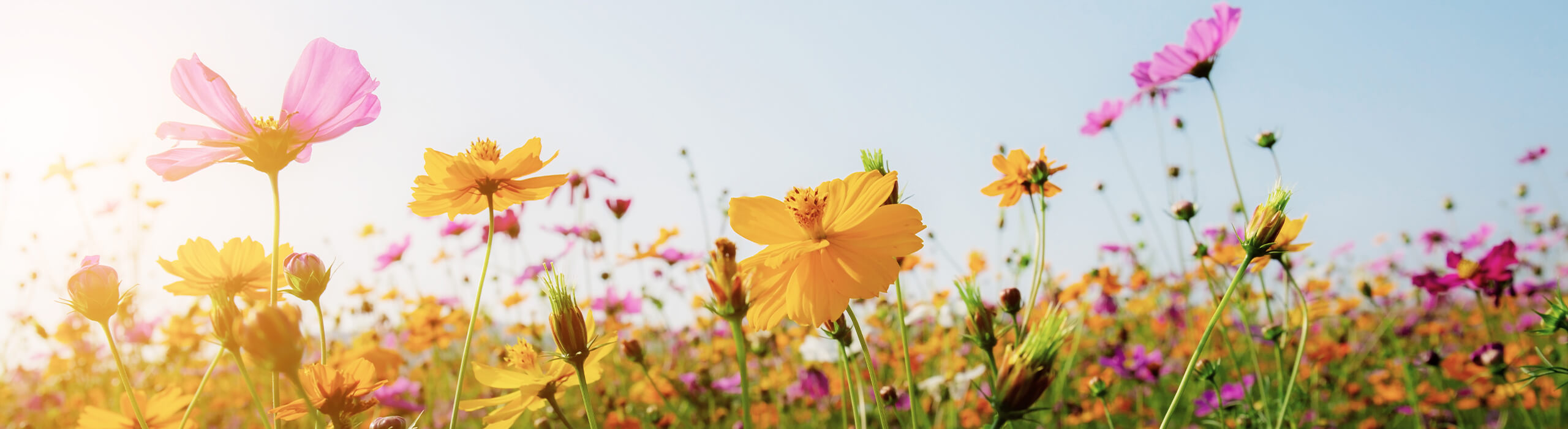  van Setten Blumen Im-/Export e. K.